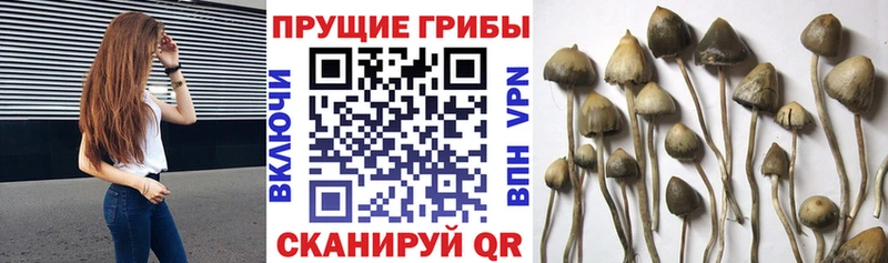 Галлюциногенные грибы GOLDEN TEACHER  Ветлуга 